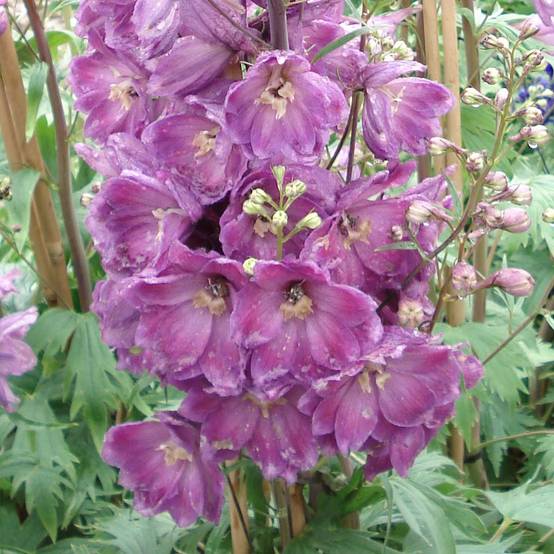 Delphinium Pacific Astolat - Pied d'Alouette vivace Pot de 2L/3L