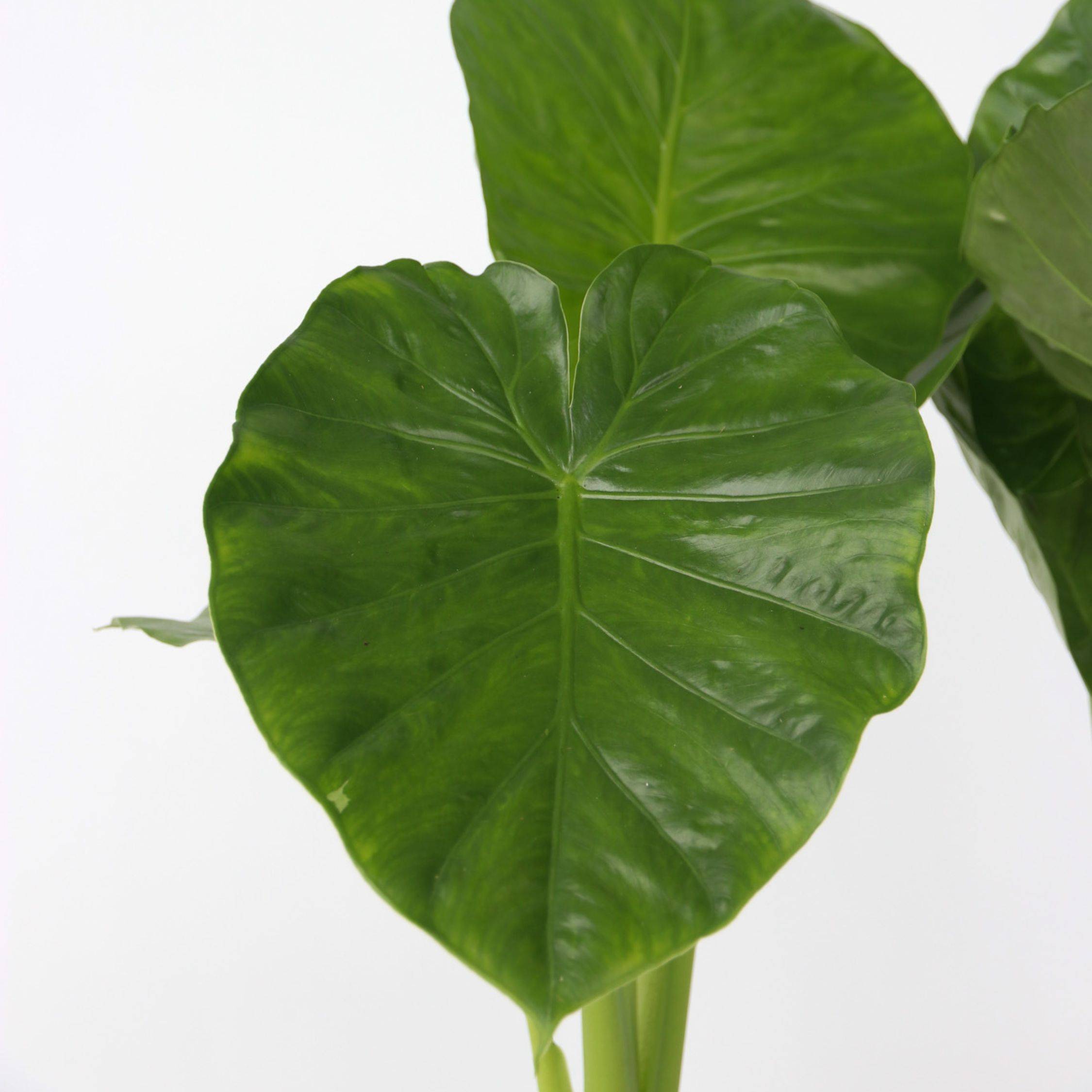 Plant In A Box - Plante éléphant - Set de 2 - Alocasia 'Odora' - Hauteur 55-75cm - ⌀17cm - Image 3