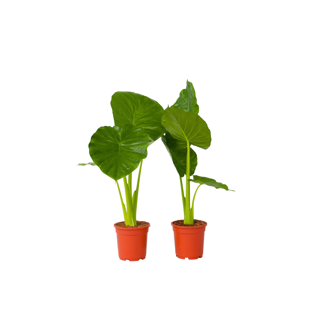 Plant In A Box - Plante éléphant - Set de 2 - Alocasia 'Odora' - Hauteur 55-75cm - ⌀17cm - Image 1