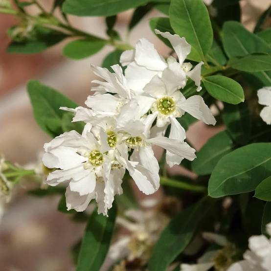 Exochorda x macrantha The Bride Pot de 2L/3L - Image 1