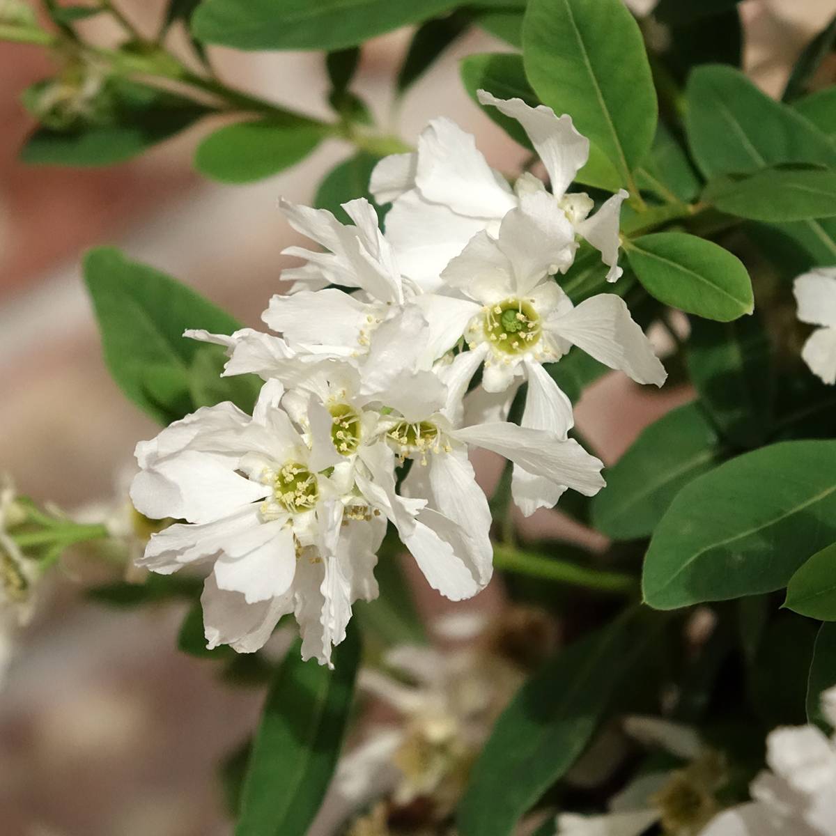 Exochorda x macrantha The Bride Pot de 2L/3L