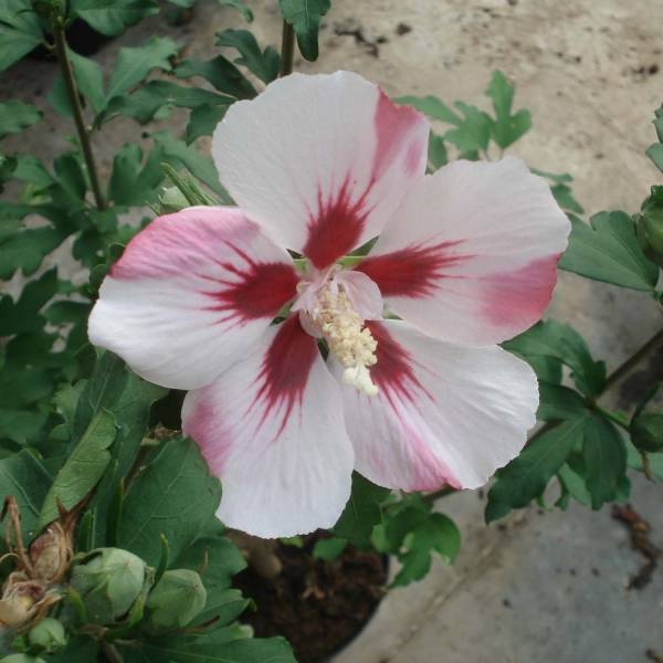 Hibiscus syriacus Hamabo - Althéa ou mauve en arbre Pot de 7,5L/10L, Demi-Tige - Image 1
