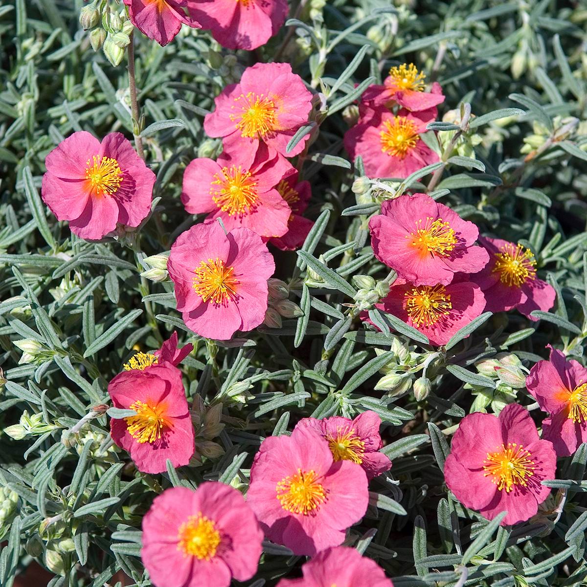 Helianthemum Suprême - Hélianthème rouge rose Godet de 8/9 cm