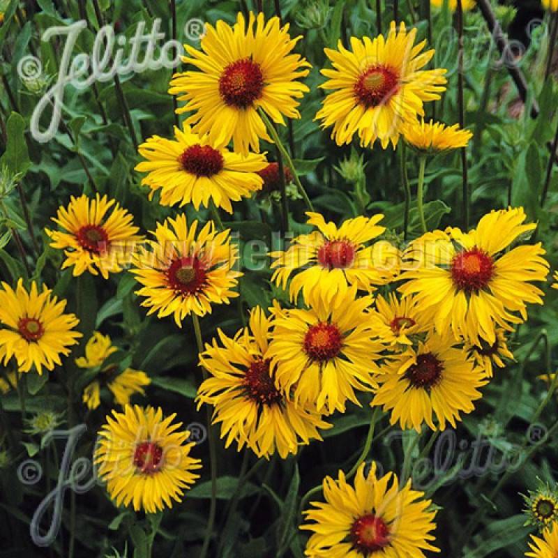 Gaillarde aristée Amber Wheels à fleurs Jaune/Rouge - feuillage Caduc - Godet - 5/20 cm - Imagen 1