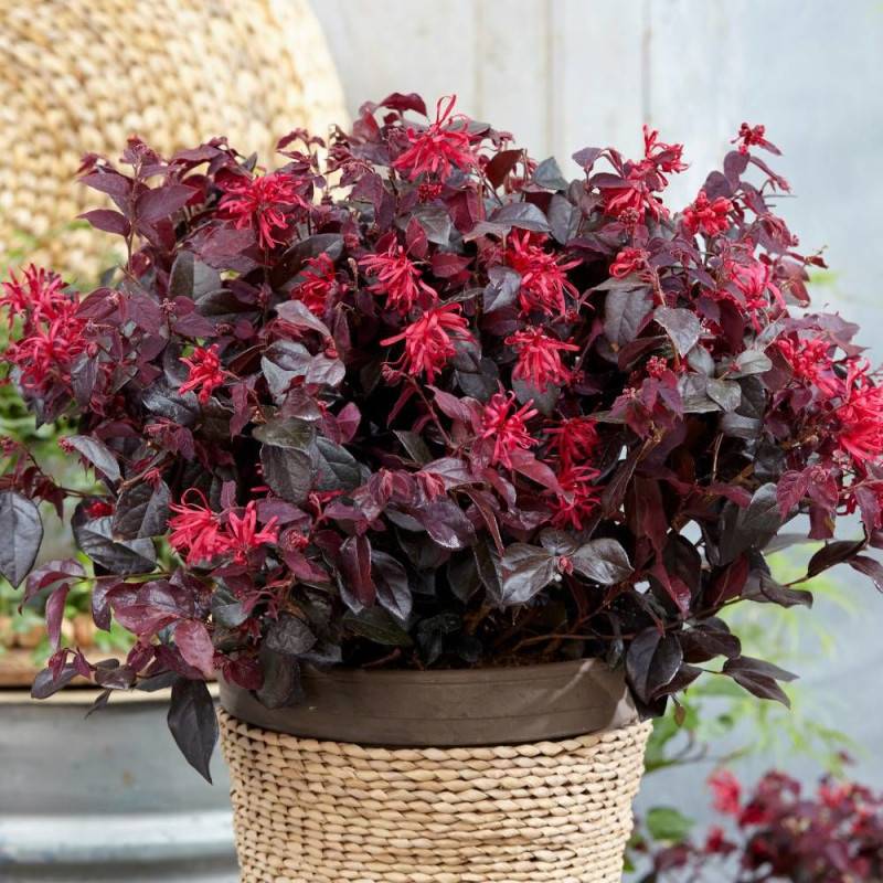 Loropetalum Ever Red® 'Chang Nian Hong', Loropétale à fleurs Rouge/ - feuillage Persistant - Godet - 5/20 cm - Imagen 1