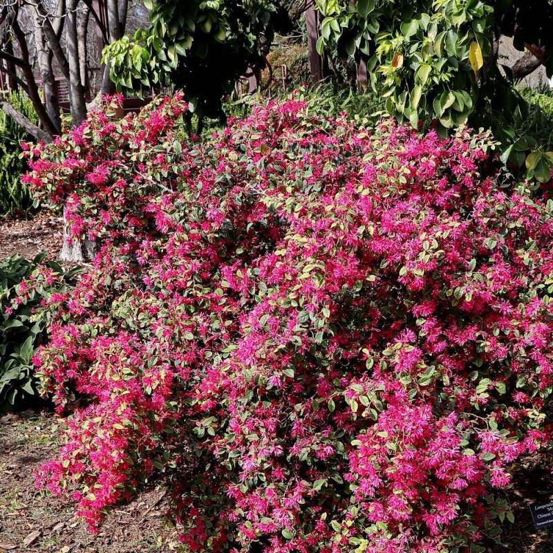 Loropetalum Ever Red® 'Chang Nian Hong', Loropétale à fleurs Rouge/ - feuillage Persistant - Godet - 5/20 cm - Imagen 6