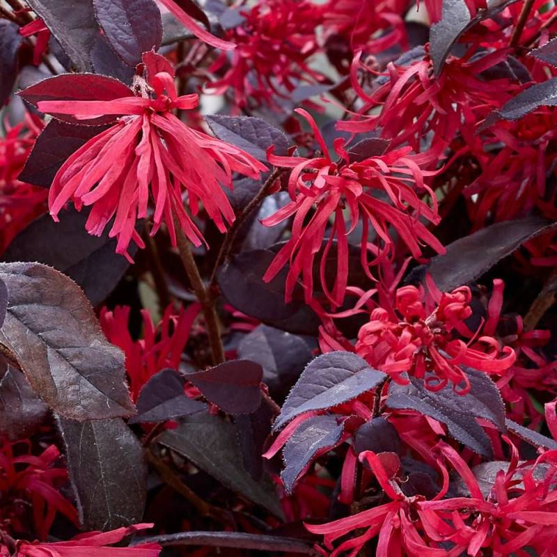 Loropetalum Ever Red® 'Chang Nian Hong', Loropétale à fleurs Rouge/ - feuillage Persistant - Godet - 5/20 cm - Imagen 5