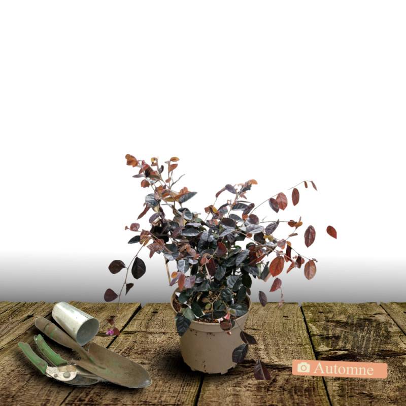 Loropetalum Ever Red® 'Chang Nian Hong', Loropétale à fleurs Rouge/ - feuillage Persistant - Godet - 5/20 cm - Imagen 7
