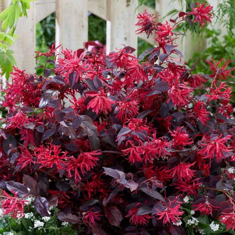 Loropetalum Ever Red® 'Chang Nian Hong', Loropétale à fleurs Rouge/ - feuillage Persistant - Godet - 5/20 cm - Imagen 4