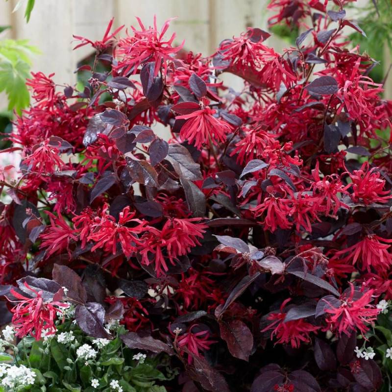 Loropetalum Ever Red® 'Chang Nian Hong', Loropétale à fleurs Rouge/ - feuillage Persistant - Godet - 5/20 cm - Imagen 3