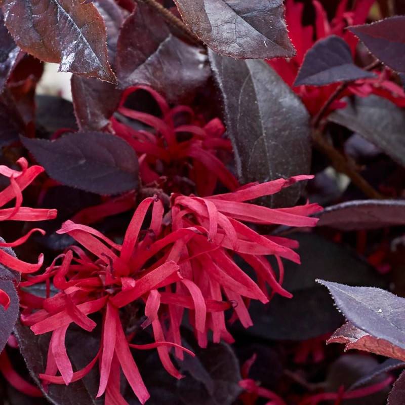 Loropetalum Ever Red® 'Chang Nian Hong', Loropétale à fleurs Rouge/ - feuillage Persistant - Godet - 5/20 cm - Imagen 2