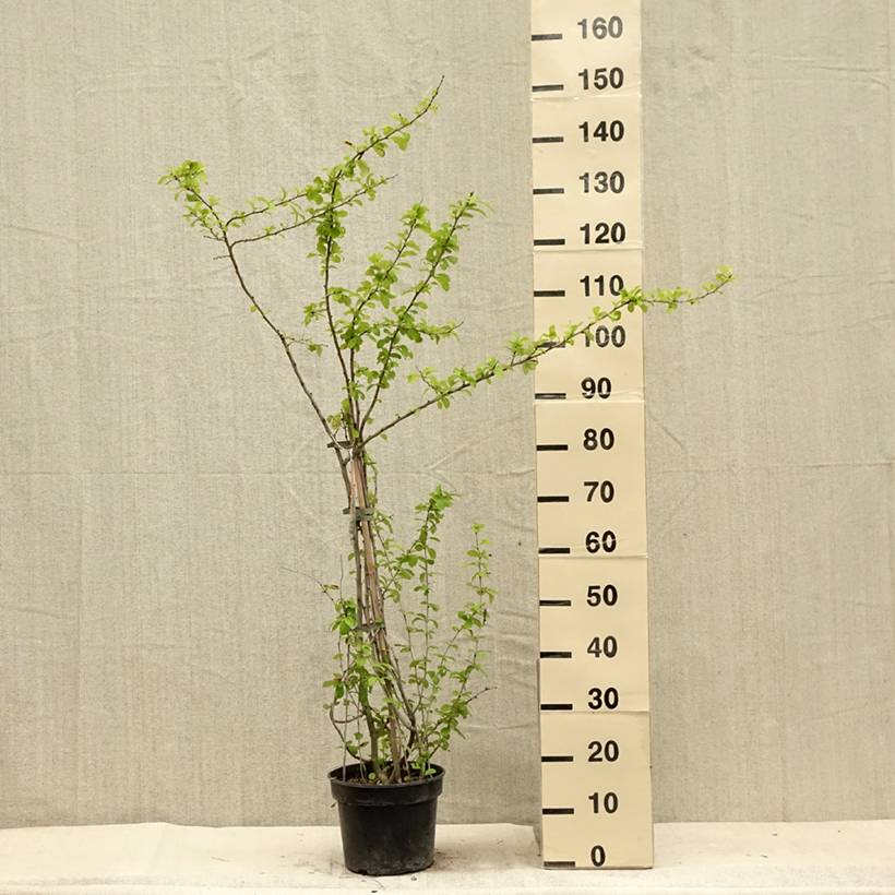 Cognassier du Japon Cameo - Chaenomeles superba Pot de 3L/4L - Image 2