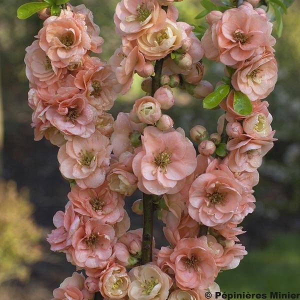Cognassier du Japon Cameo - Chaenomeles superba  Pot de 3L/4L - Image 1