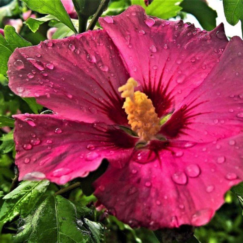 Hibiscus syriacus 'Pink Giant' (Hibiscus syriacus 'Pink Giant') - Godet 9cm - Pépinières Naudet - Imagen 1