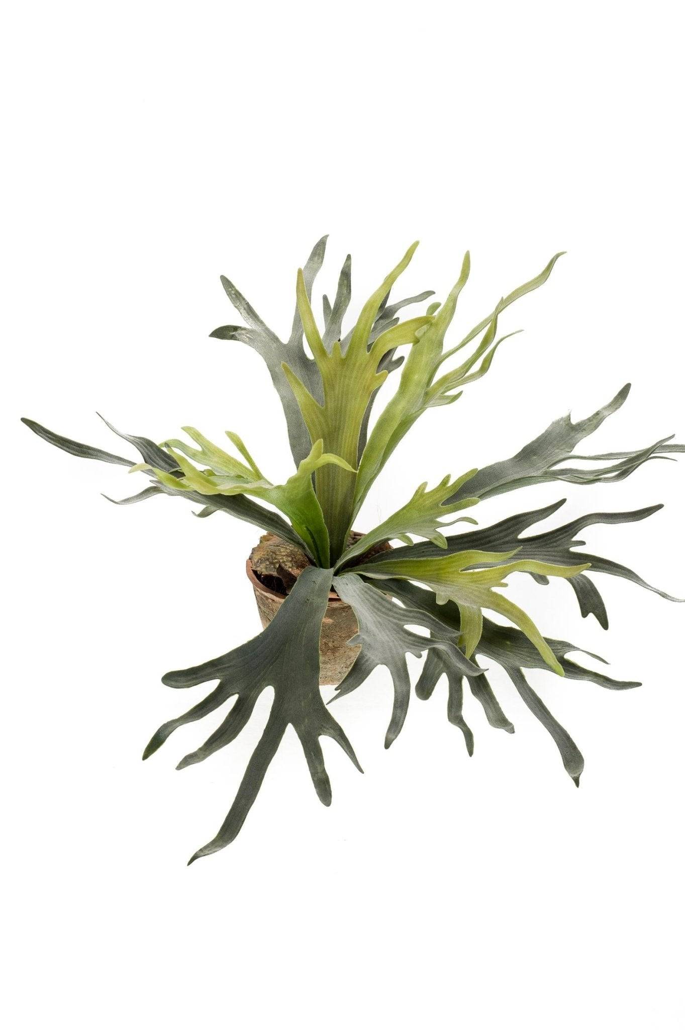La Green Touch - Platycerium plante artificielle- h50cm, Ø15cm- La Green Touch - Imagen 3