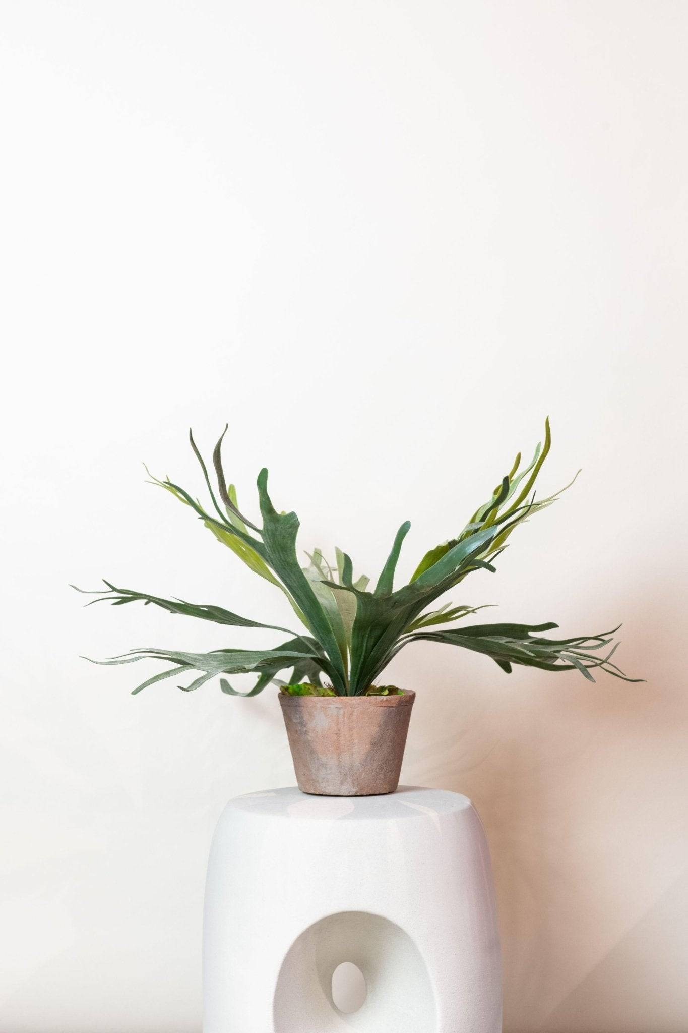 La Green Touch - Platycerium plante artificielle- h50cm, Ø15cm- La Green Touch - Imagen 1