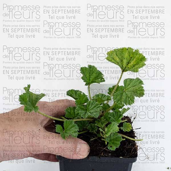 Promesse de Fleurs - Mauve sylvestre - Malva sylvestris Primley Blue Godet de 8/9 cm - Image 2