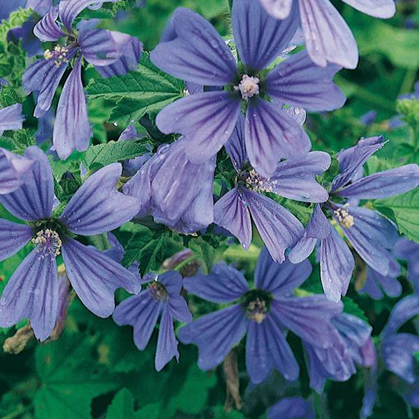 Promesse de Fleurs - Mauve sylvestre - Malva sylvestris Primley Blue Godet de 8/9 cm - Image 1