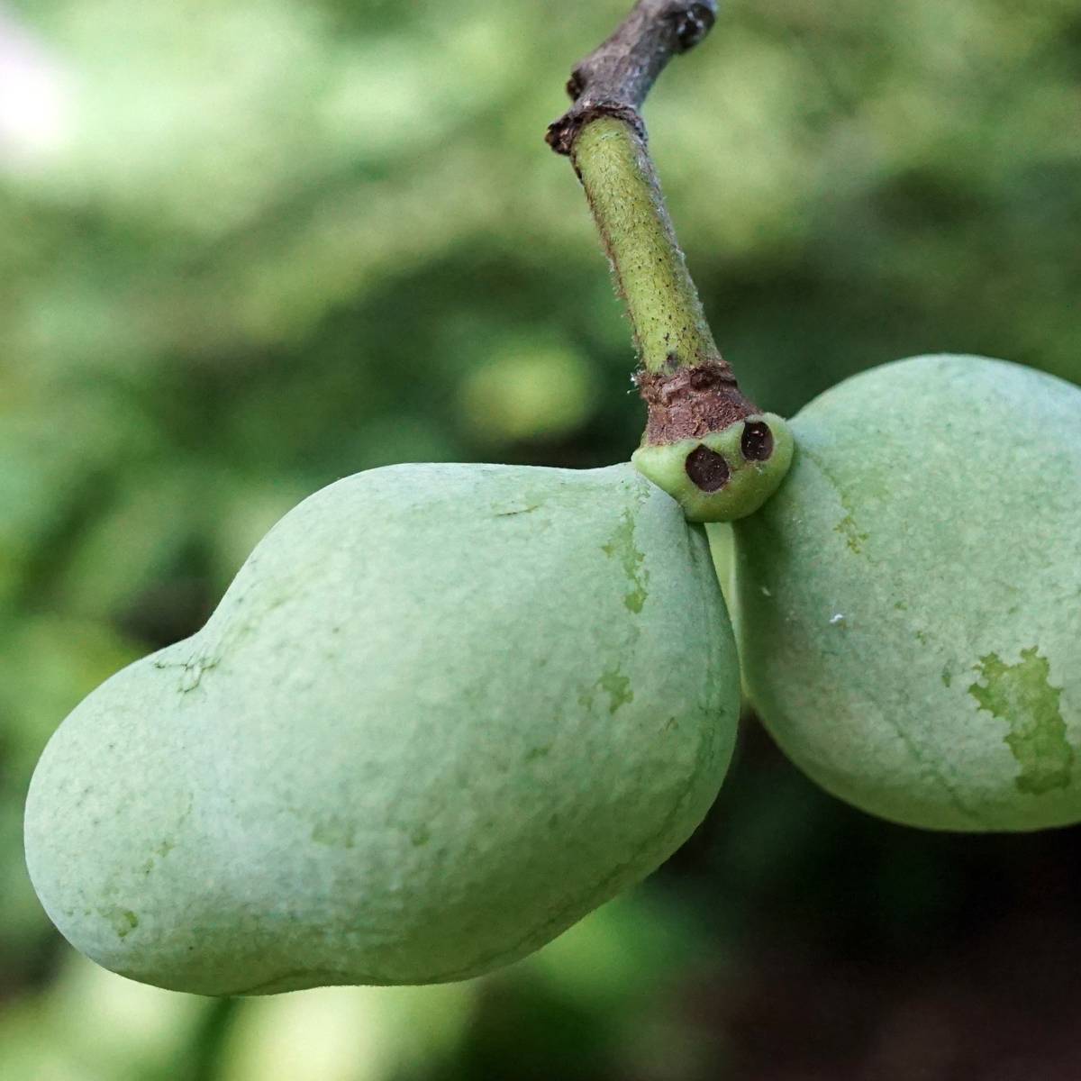 Asiminier, Pawpaw - Asimina triloba Overleese Pot de 3L/4L