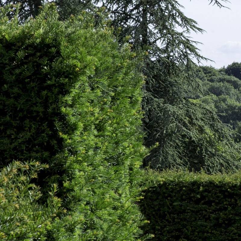If fastigié Robusta, Taxus - Pot de 1,5L - 20/50 cm - Image 1