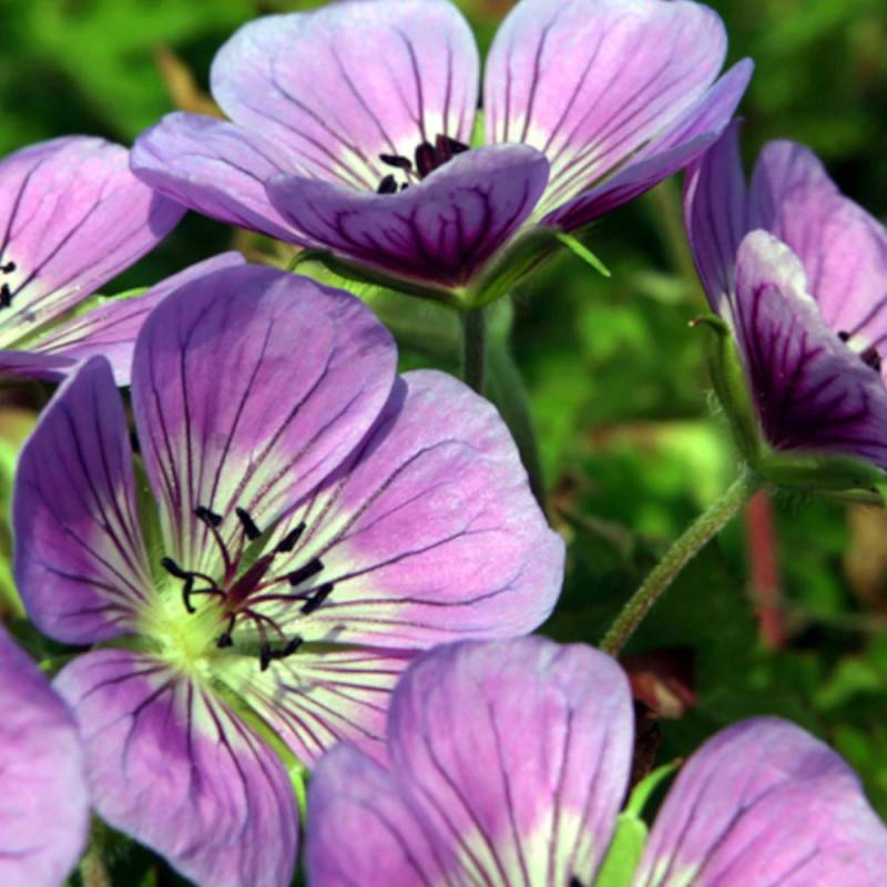 Géranium vivace Sweet Heidy® à fleurs Violette/Rose - feuillage Persistant - Godet - 5/20 cm
