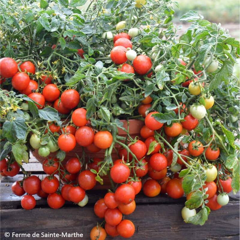 Tomate cocktail Maskotka Bio - Ferme de Sainte Marthe le sachet de 50 graines environ