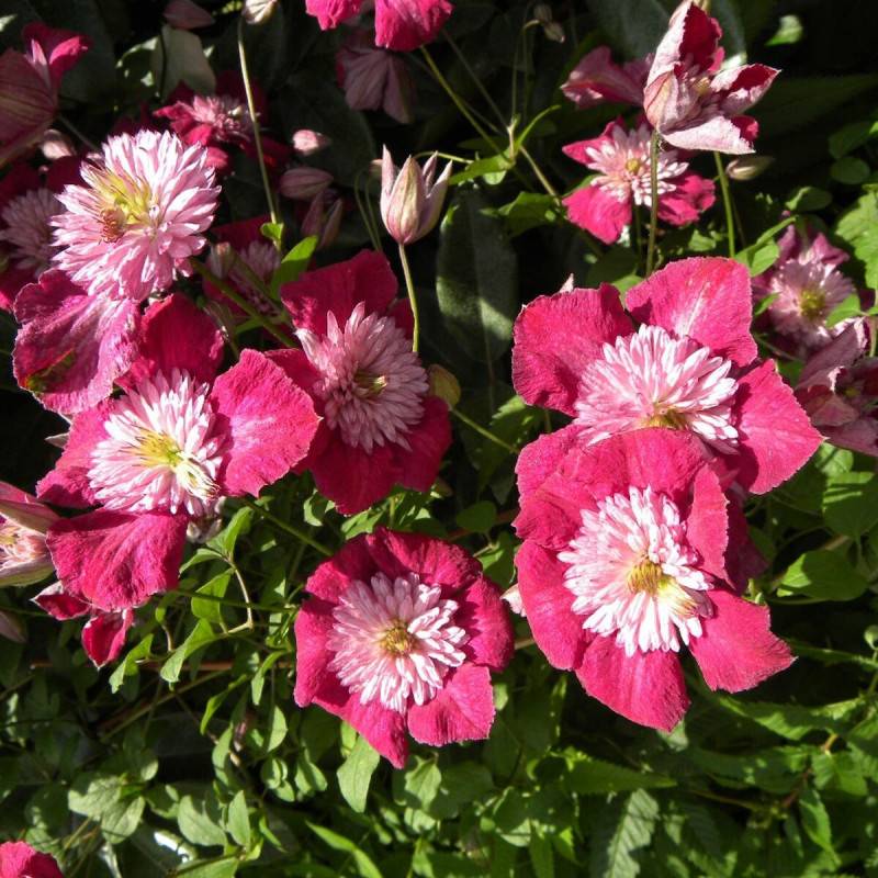 Clématite viticella Avant Garde™ 'Evipo033' à fleurs Rouge - feuillage Caduc - Pot de 1,3L - Tuteur bambou 30/60 cm- hauteur à maturité De 3,00 m à 5 - Image 1