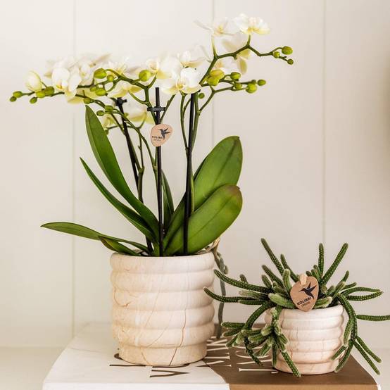 Sierpot en céramique Marble Light- La Green Touch - Image 3