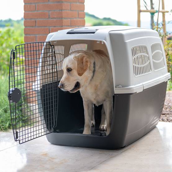 Ferplast - Ferplast Cage de Transport pour Chiens CLIPPER PLUS, IATA, Boite Panier Transport Grand Chien max 60 Kg, fermeture sécurisée, Compartiment pour - Image 5