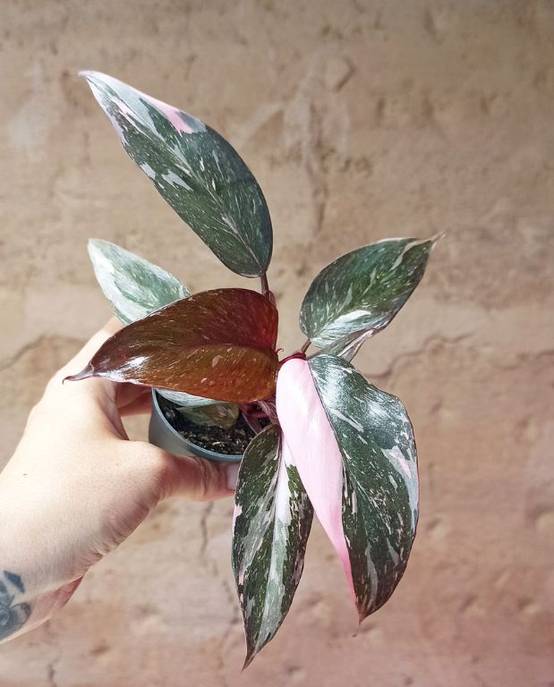 Philodendron Pink Princess Marble Small D. 6cm H. 15cm - Plante d'intérieur - IndoorPoppies - Image 5