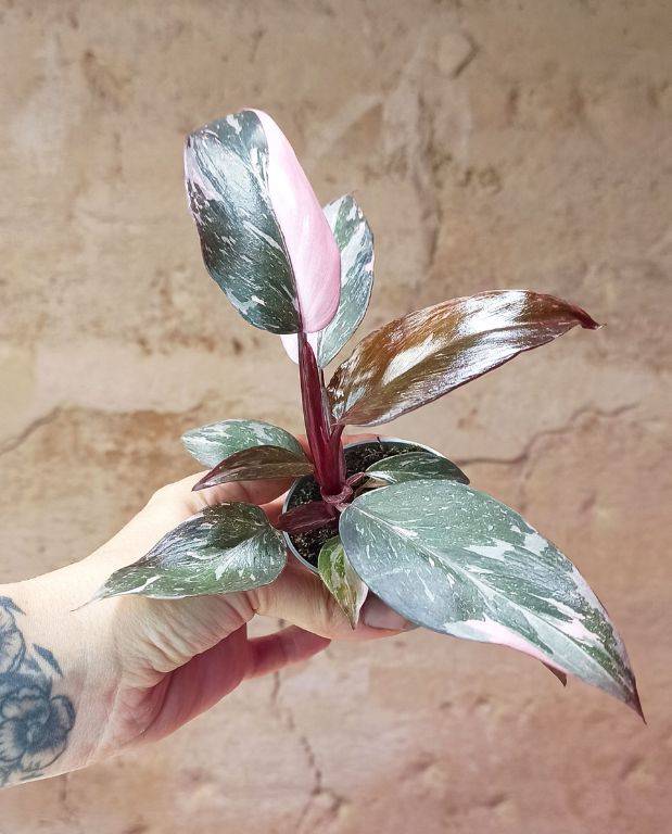 Philodendron Pink Princess Marble Small D. 6cm H. 15cm - Plante d'intérieur - IndoorPoppies - Image 1