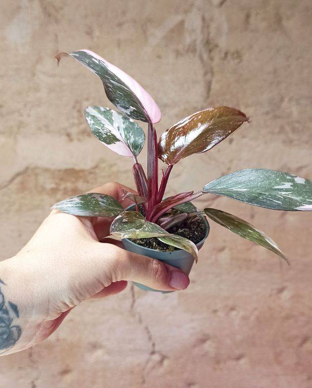 Philodendron Pink Princess Marble Small D. 6cm H. 15cm - Plante d'intérieur - IndoorPoppies - Image 4