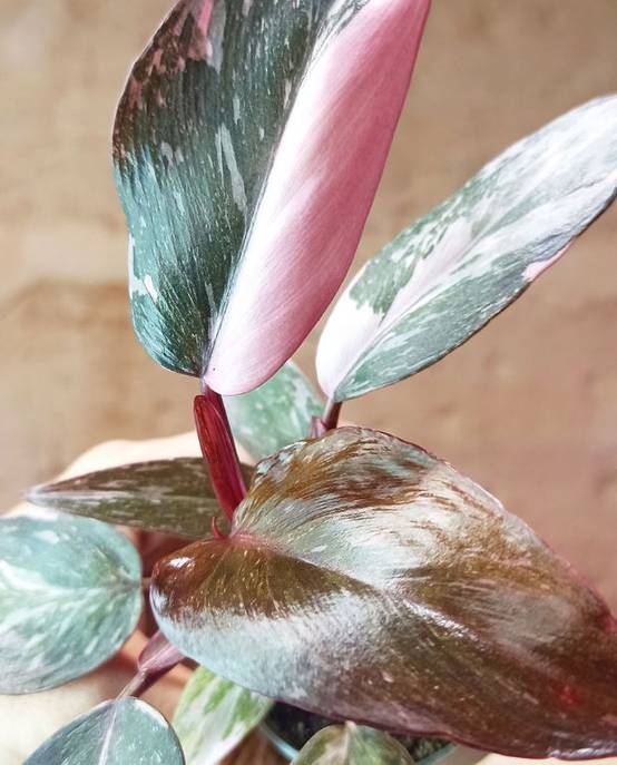 Philodendron Pink Princess Marble Small D. 6cm H. 15cm - Plante d'intérieur - IndoorPoppies - Image 3
