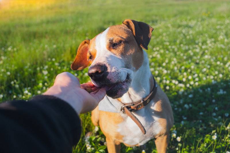 Nestor - Friandises Bio Sans Céréales à la Volaille pour Chien - Imagen 2