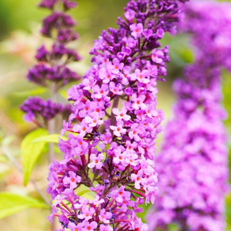 Arbre aux papillons (Buddleja davidii) - Godet - Taille 20/40cm - Pépinières Naudet