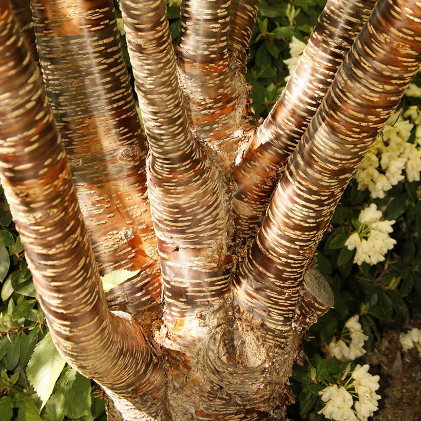 Promesse de Fleurs - Prunus rufa - Cerisier de l'Himalaya Pot de 4L/5L