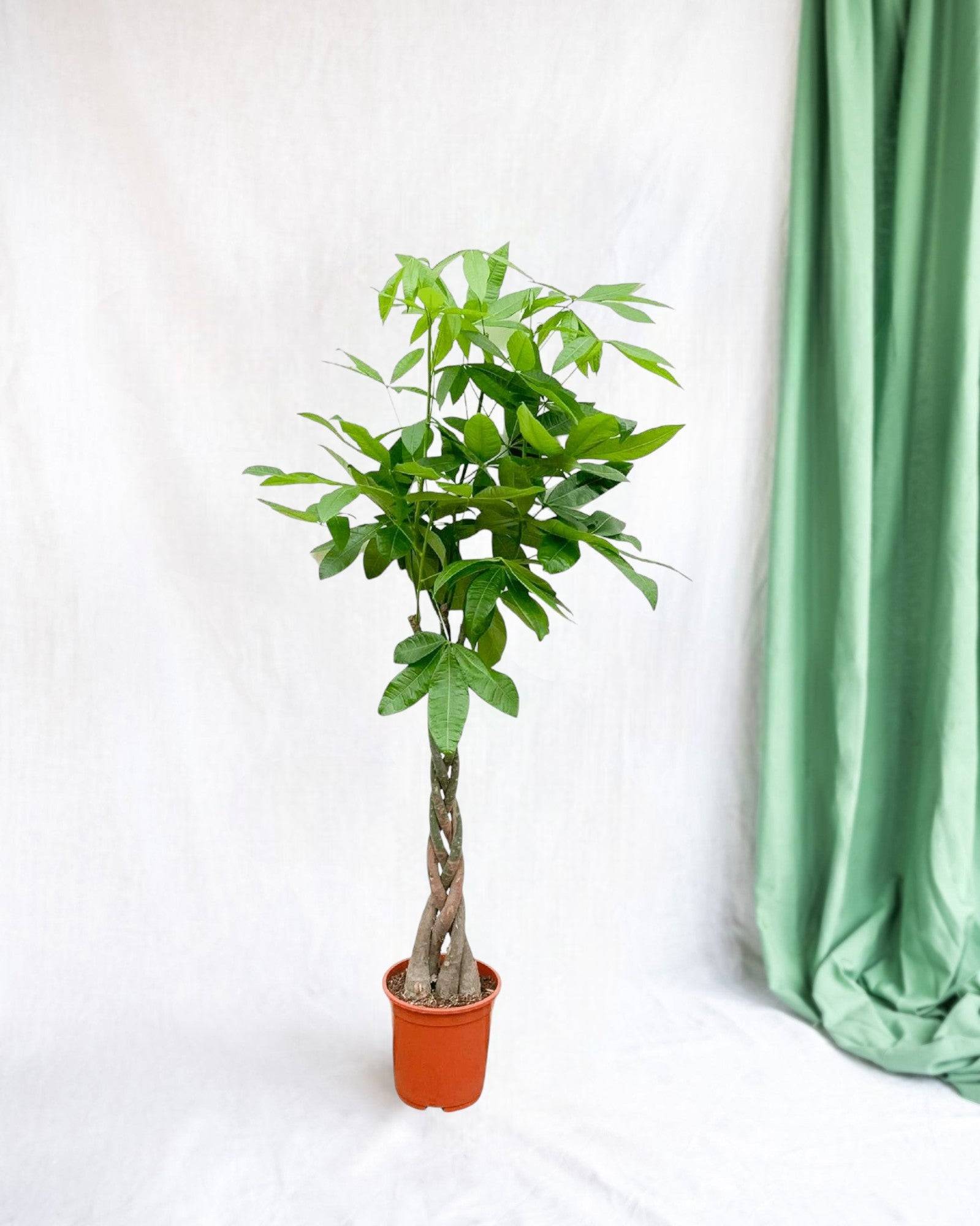 Pachira Aquatica Tressé - D27 H160cm