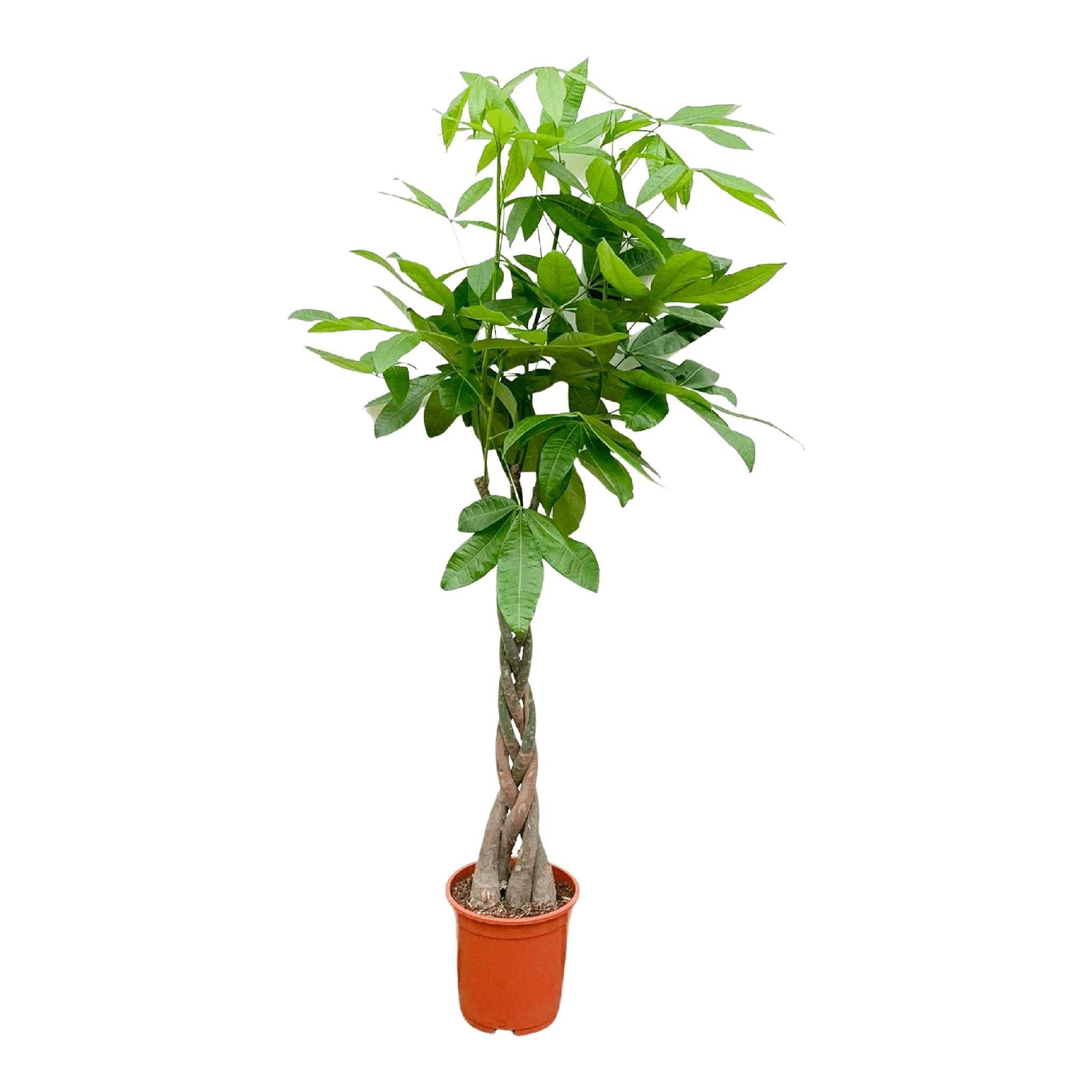 La Green Touch - Pachira Aquatica Tressé - D21 H100cm - Image 5