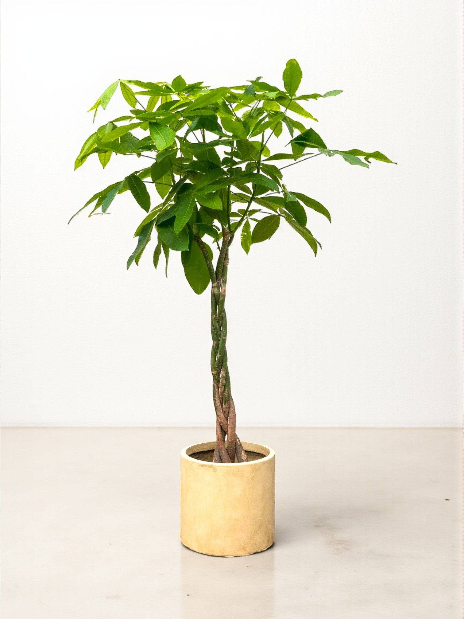 La Green Touch - Pachira Aquatica Tressé - D21 H100cm - Image 1