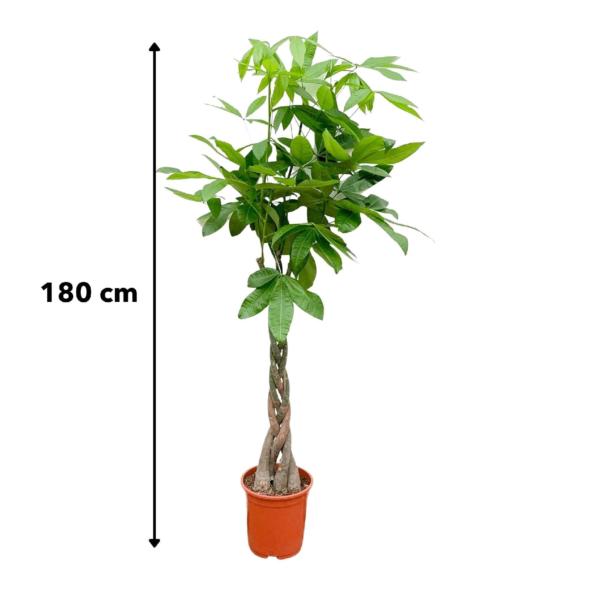 La Green Touch - Pachira Aquatica Tressé - D21 H100cm - Image 3