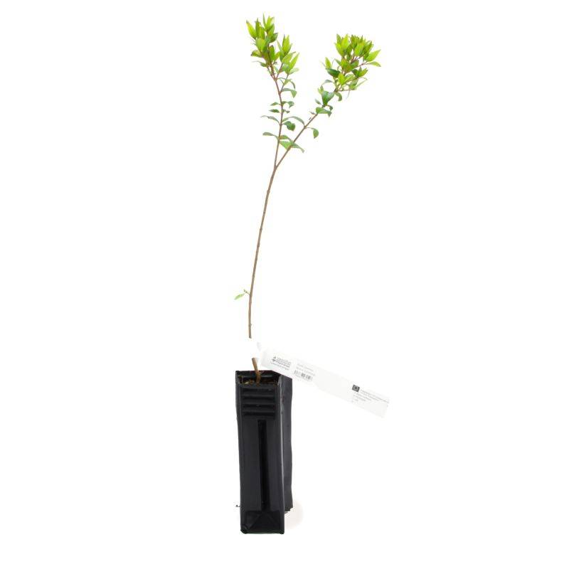 Myrte Commun (Myrtus Communis) - Godet - Taille 20/40cm - Pépinières Naudet - Imagen 2