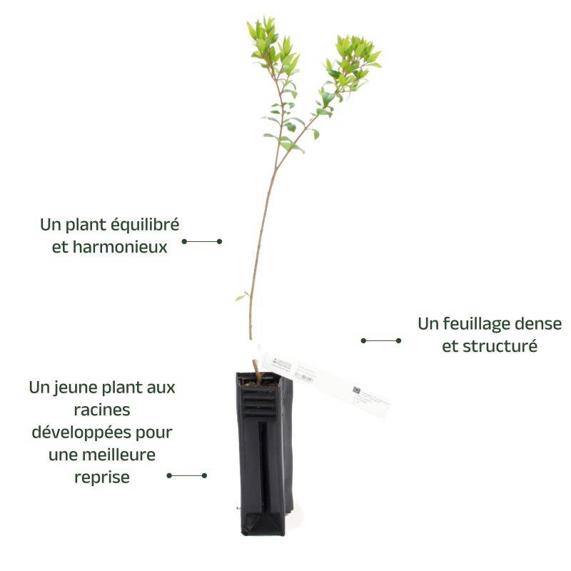 Myrte Commun (Myrtus Communis) - Godet - Taille 20/40cm - Pépinières Naudet - Imagen 3
