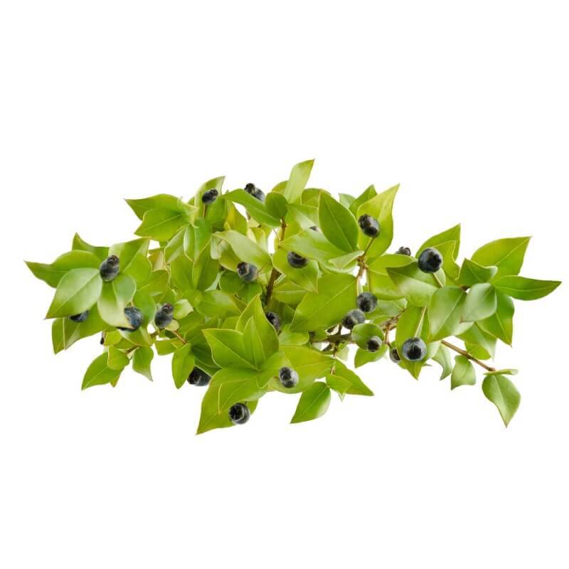 Myrte Commun (Myrtus Communis) - Godet - Taille 20/40cm - Pépinières Naudet - Imagen 4