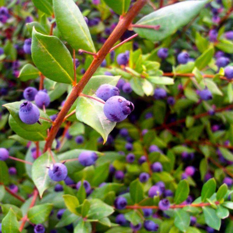 Myrte Commun (Myrtus Communis) - Godet - Taille 20/40cm - Pépinières Naudet - Imagen 1