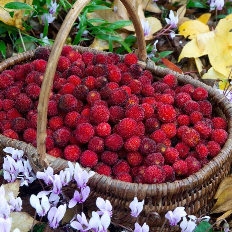 Arbousier, Arbre aux fraises à fleurs Blanche/ - feuillage Persistant - Pot de 7,5L - 60/80 cm - Imagen 4