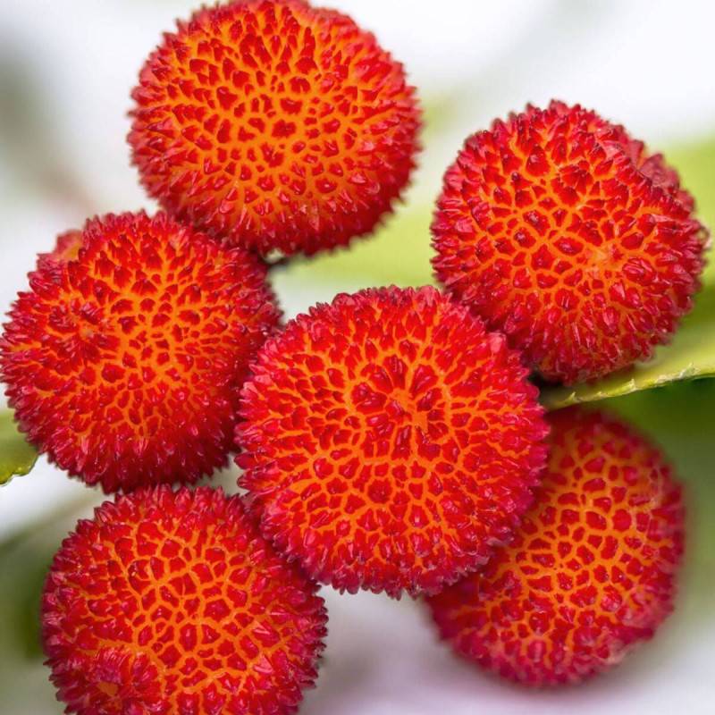 Arbousier, Arbre aux fraises à fleurs Blanche/ - feuillage Persistant - Pot de 7,5L - 60/80 cm - Imagen 3