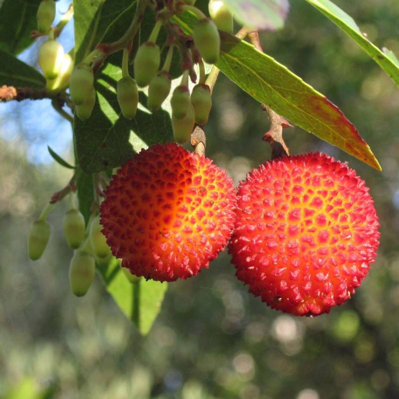 Arbousier, Arbre aux fraises à fleurs Blanche/ - feuillage Persistant - Pot de 7,5L - 60/80 cm - Imagen 1