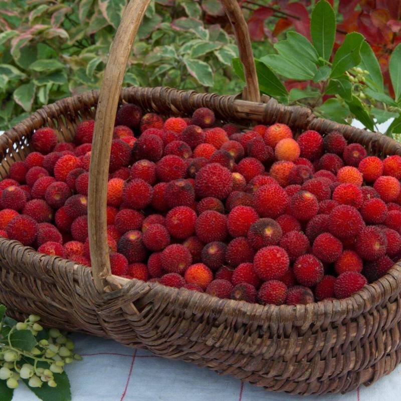 Arbousier, Arbre aux fraises à fleurs Blanche/ - feuillage Persistant - Pot de 7,5L - 60/80 cm - Imagen 5