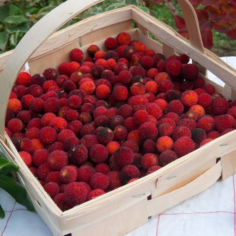 Arbousier, Arbre aux fraises à fleurs Blanche/ - feuillage Persistant - Pot de 7,5L - 60/80 cm - Imagen 6