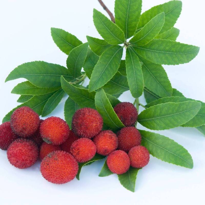Arbousier, Arbre aux fraises à fleurs Blanche/ - feuillage Persistant - Pot de 7,5L - 60/80 cm - Imagen 7